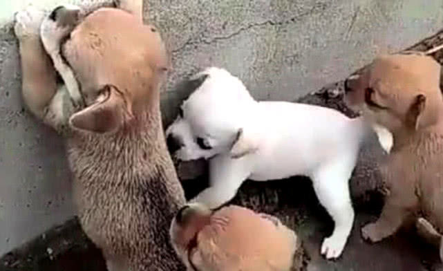 灏忕嫍鐙椾笂涓嶆潵妤兼,灏忕嫍鐙椾笂涓嶅幓鍙伴樁