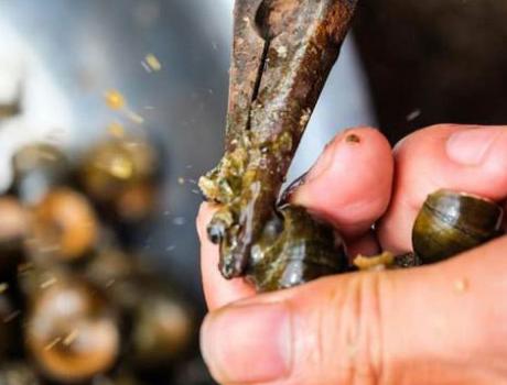 清洗田螺吐沙的方法,洗田螺的正确处理方法