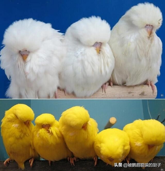 辨别虎皮鹦鹉公母方法,1一3个月的虎皮鹦鹉怎样分公母