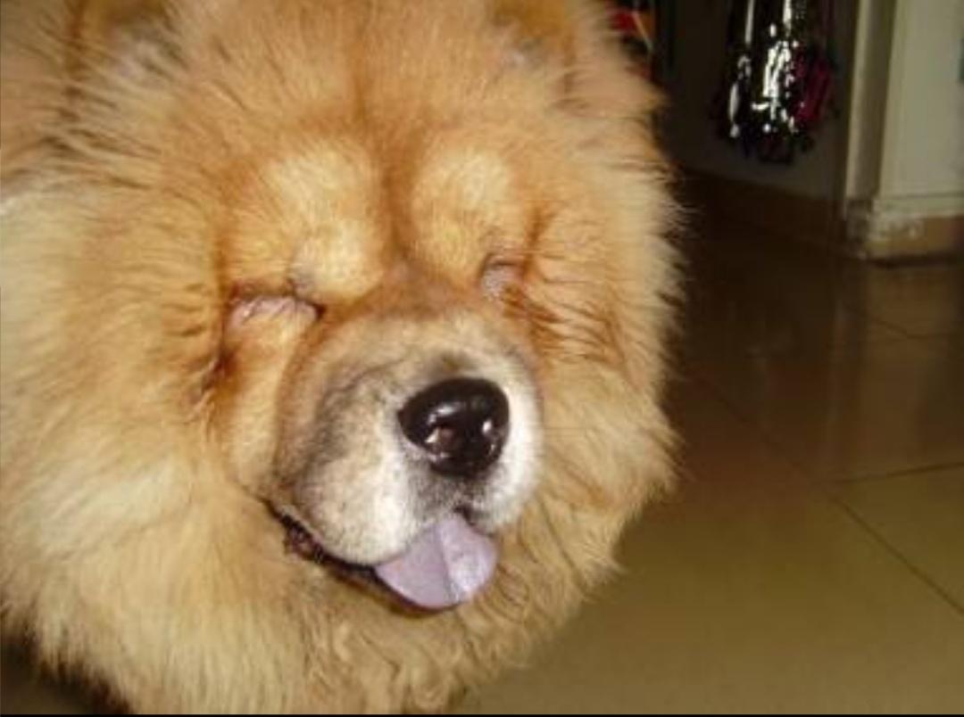 狗狗割双眼皮的危害,狗狗割双眼皮的后果