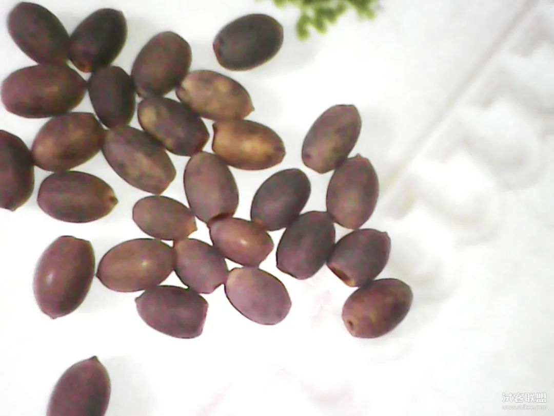 碗莲种子快速出芽的方法,碗莲种子可以用透明容器泡发吗