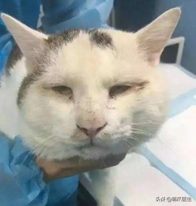 猫咪眼睛有分泌物怎么处理,猫咪眼部常见的疾病及日常护理