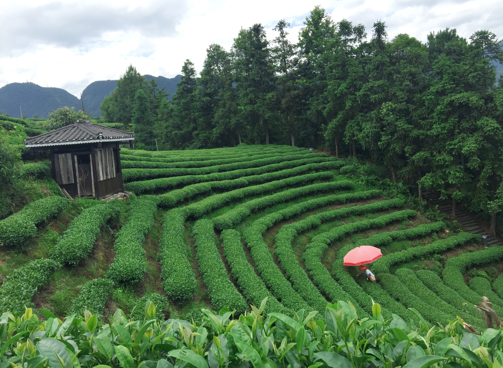 自炒茶叶纯天然,云南茶传统柴火手工炒茶