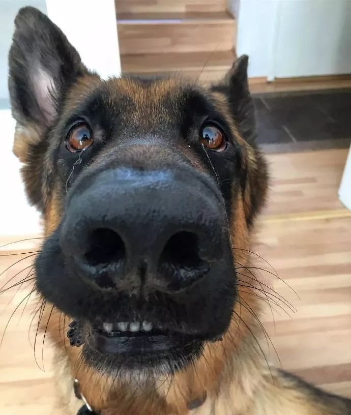 德牧看起来害怕,德牧很吓人吗为什么