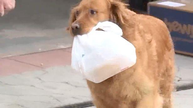 疫情无情人有情救助老人显真情,疫情无情人有情感谢邻居帮忙