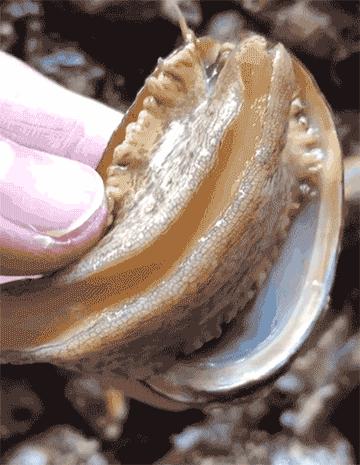 告别北上广：女白领朋友圈直播捕鱼，看了才知道什么是硬核海鲜