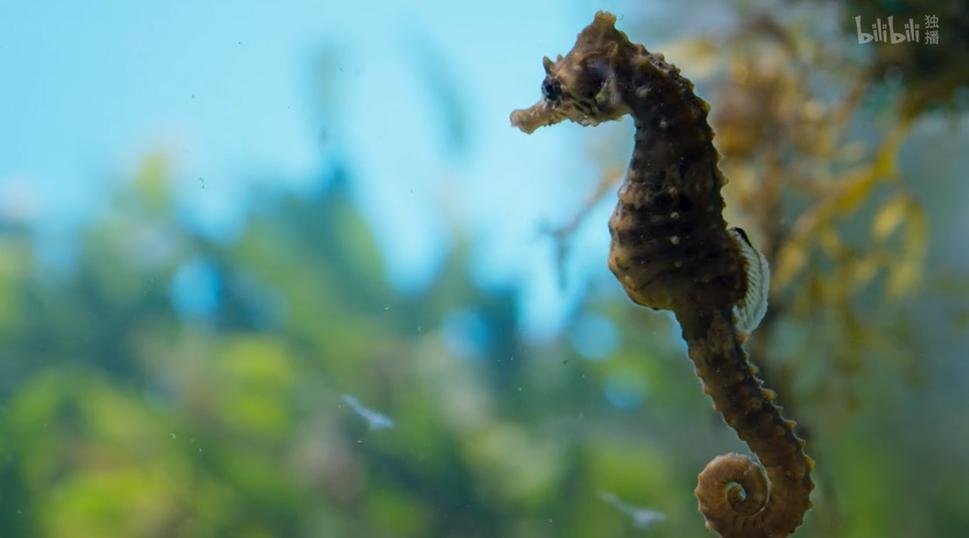 9.9恋爱游戏,9.9分恋爱番