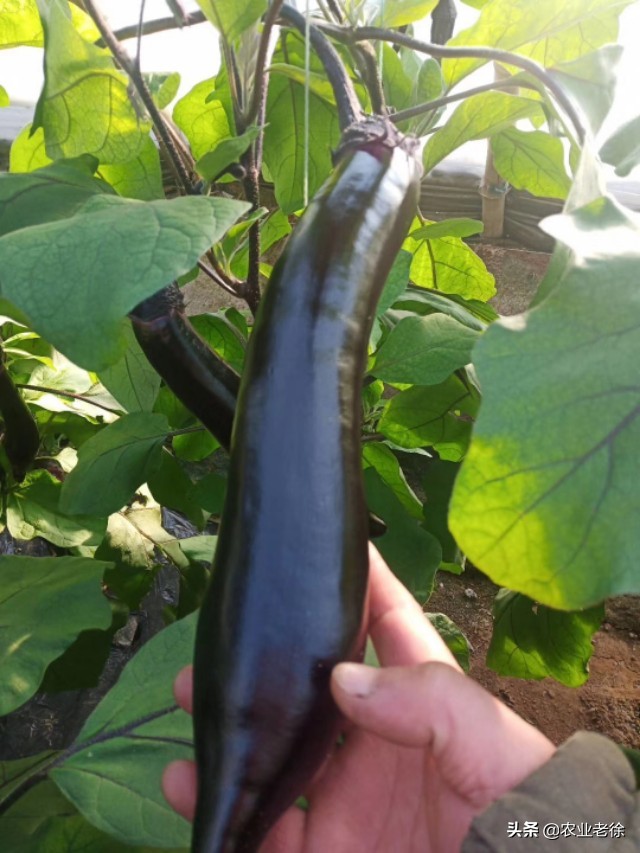 上海露天蔬菜种植时间表,青岛露天蔬菜种植时间表