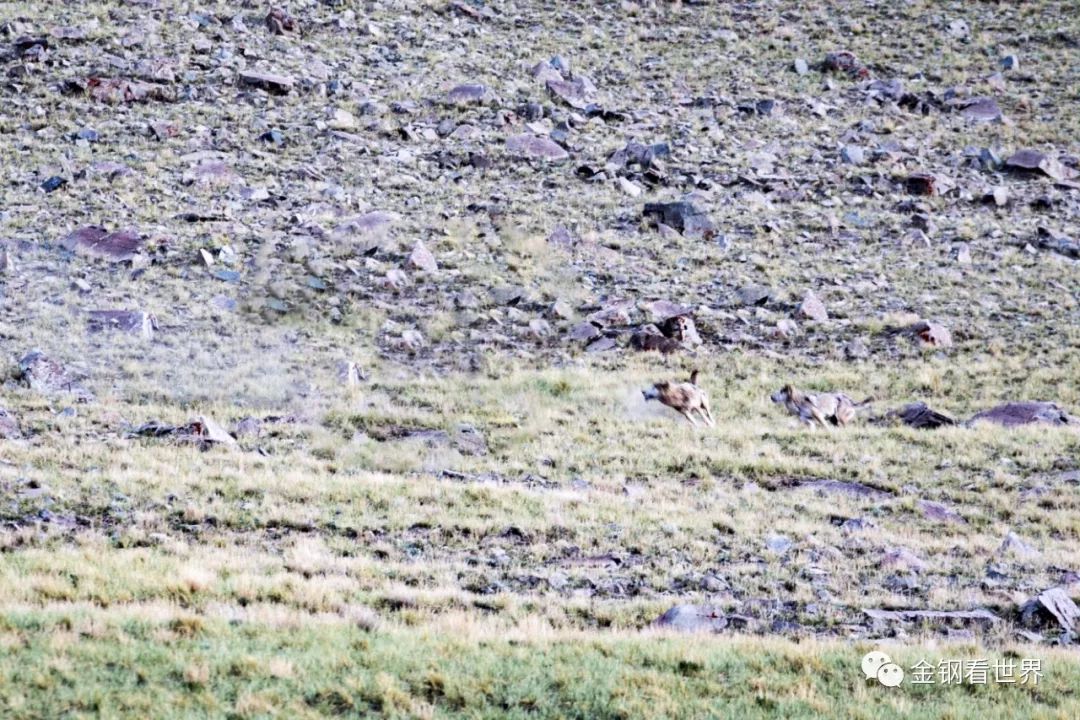 藏狼捕食牦牛,藏西狼徒步边境