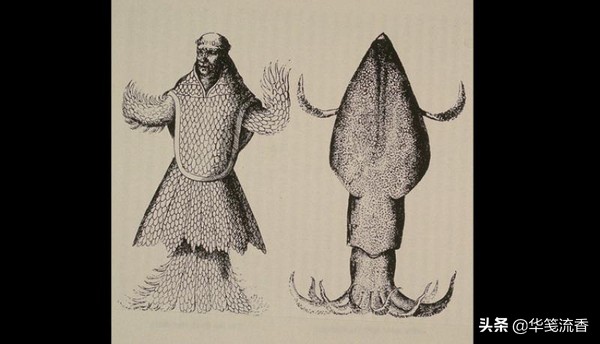 抹香鲸和长臂乌贼,抹香鲸跟巨型乌贼