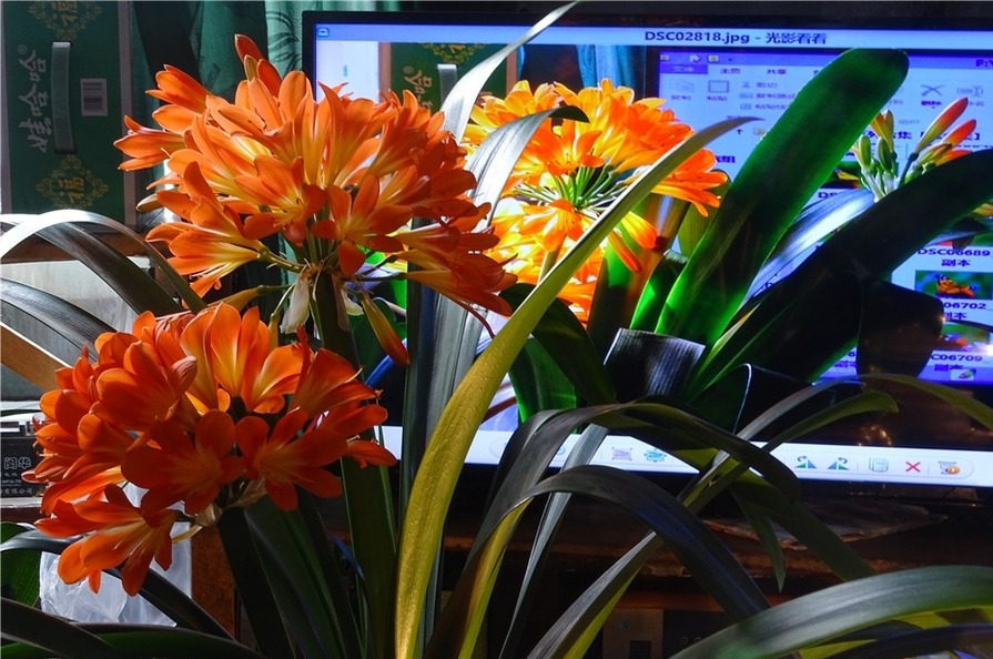 给人养殖什么花适合家养,什么花最好养又适合长期喝