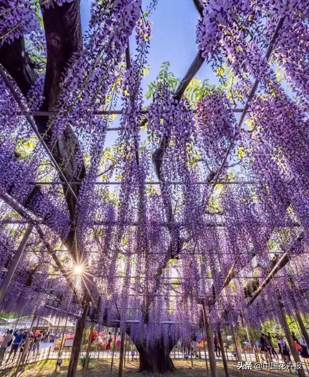 日本紫藤花开引游客驻足,日本紫藤花美景