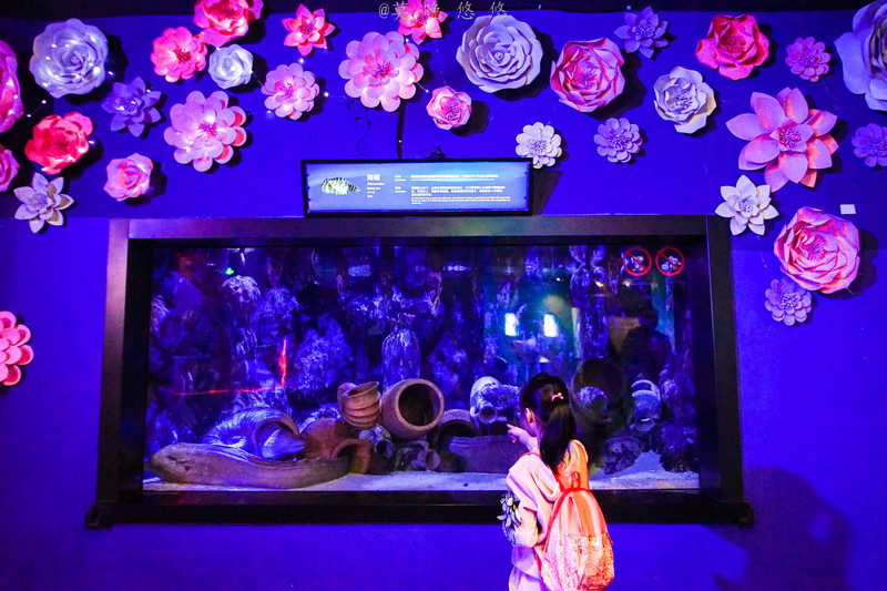 海洋极地海洋世界攻略,正佳极地海洋世界白鲸海象