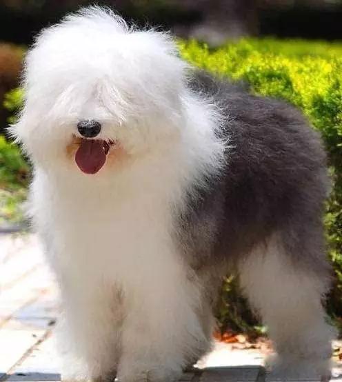 推荐各种狗狗的类型,10种有型罕见的狗狗