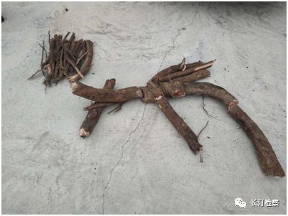 盗挖一棵被鉴定的古树判刑五年,盗挖的树桩被立案