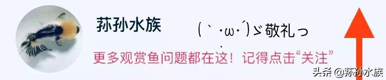 金鱼烂鳃病会传染吗,金鱼烂鳃病怎么治疗