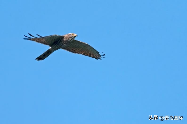 索尼selp1670镜头评测,索尼alpha9镜头