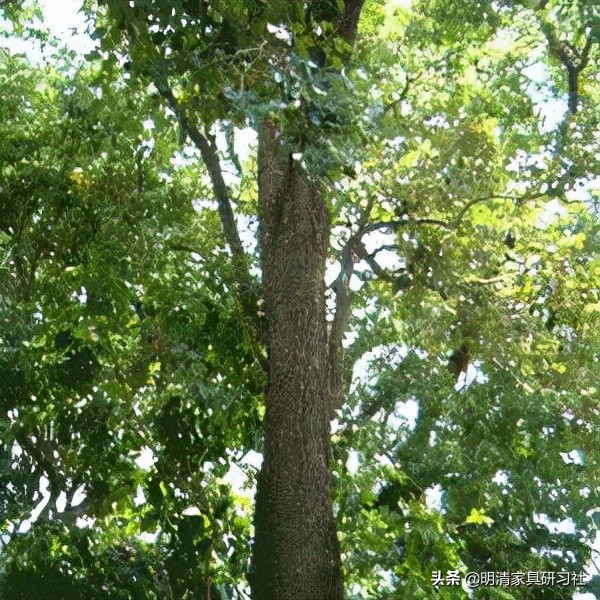 一文读懂沉香,一文读懂瓷器