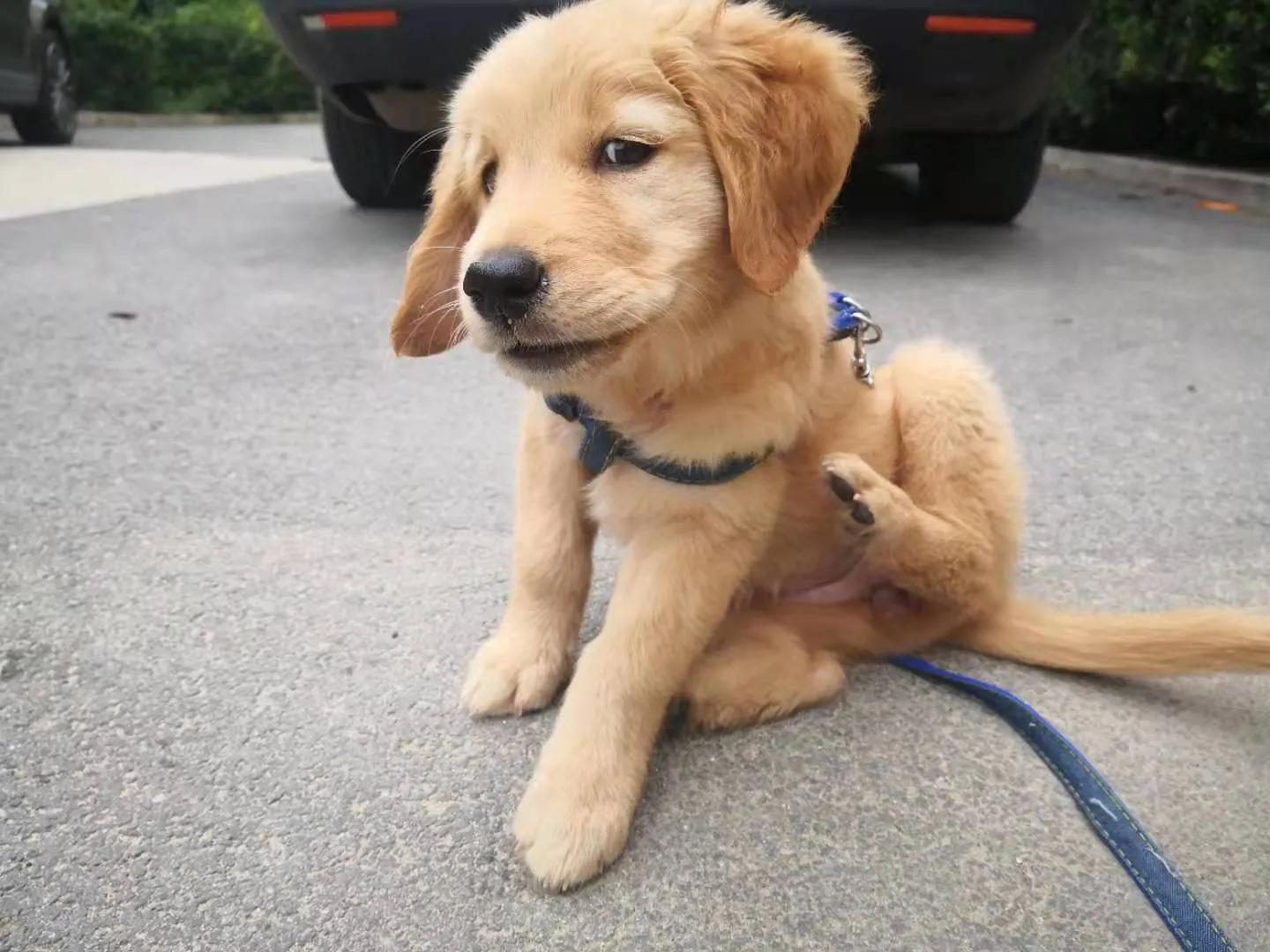 小金毛第一天进家,小金毛刚到新家浑身打颤