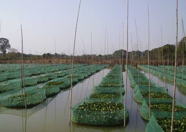 泥鳅的养殖成本大概是多少钱一亩,泥鳅养殖成本和利润大棚养殖泥鳅