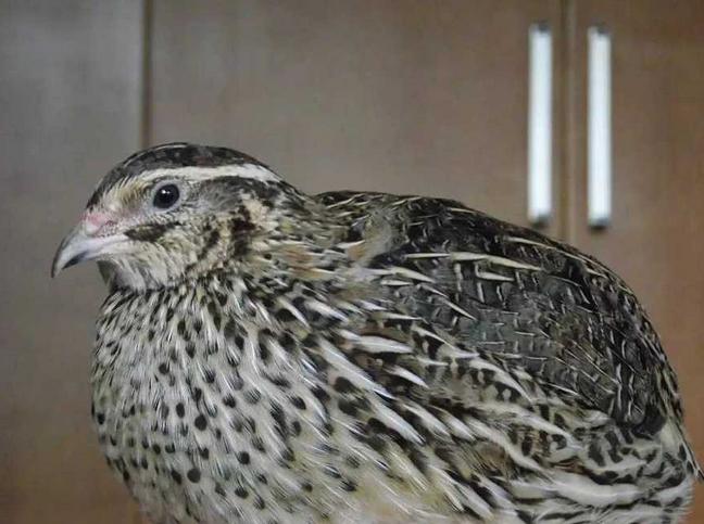 养鹌鹑为什么不能用铁笼子,鹌鹑吃啥饲料好养活一些