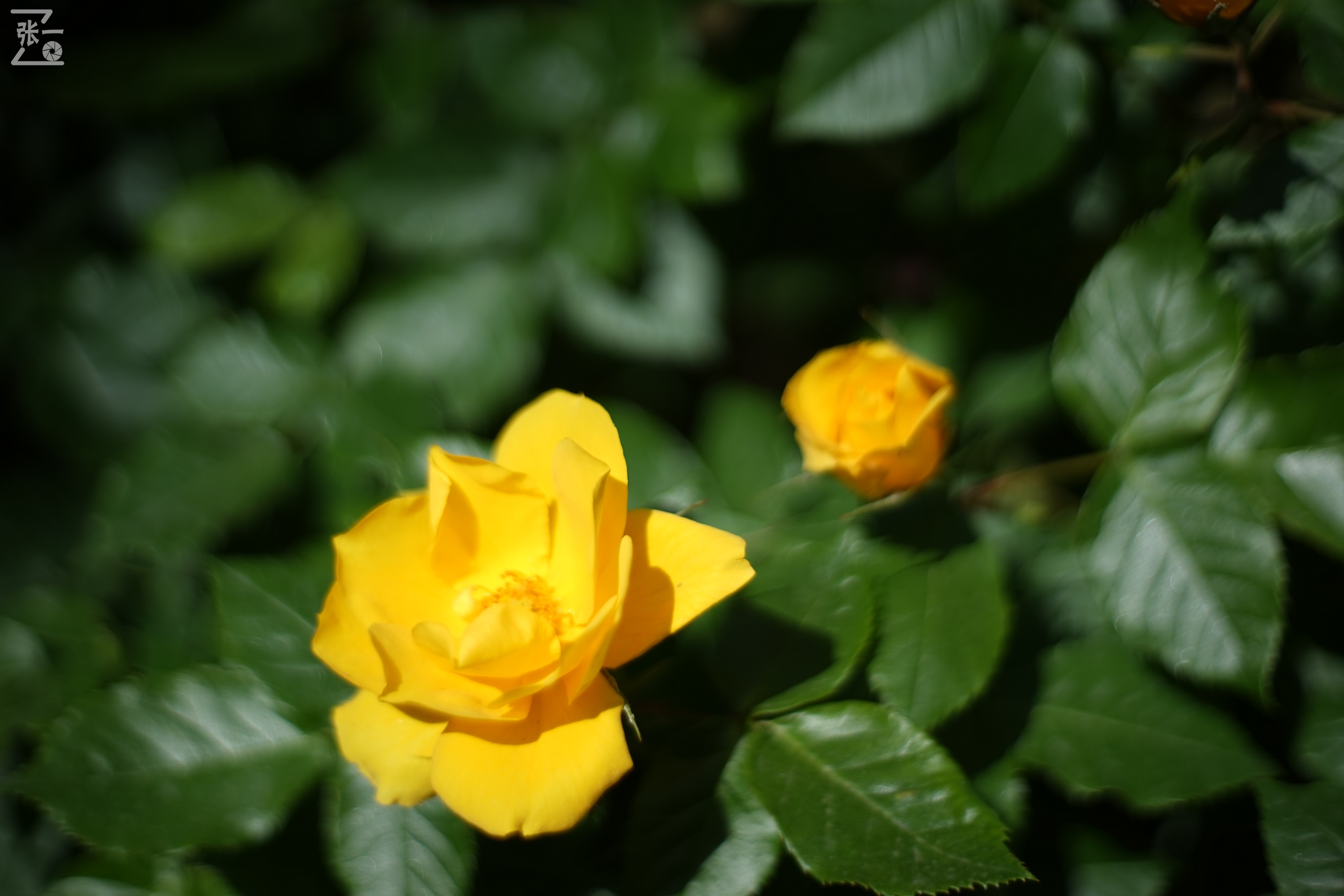 凤凰国产50mm镜头,凤凰索尼e口镜头