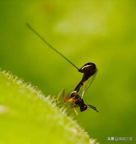 中医药专家讲解无花果功效和作用,无花果的秘密