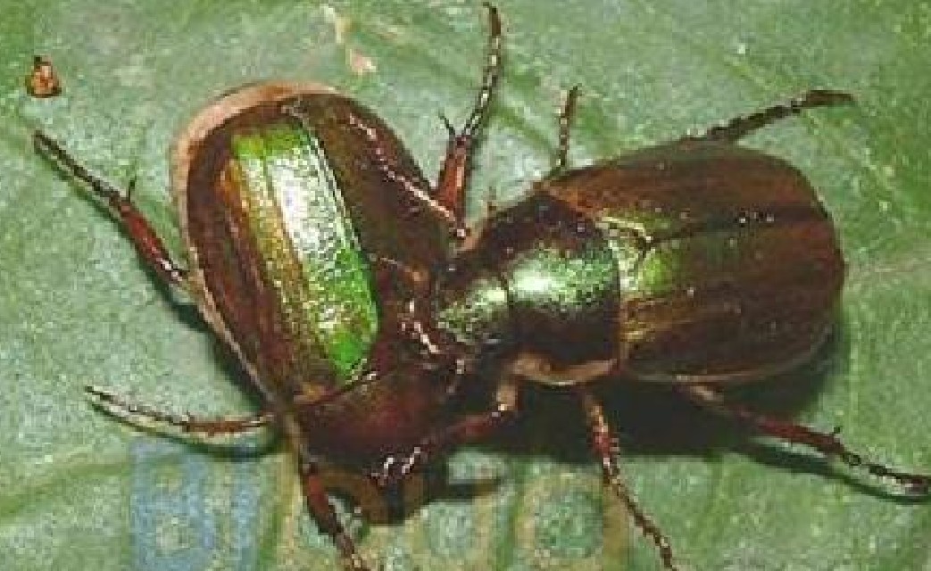 昆虫分类的基本单元,昆虫的分类视频