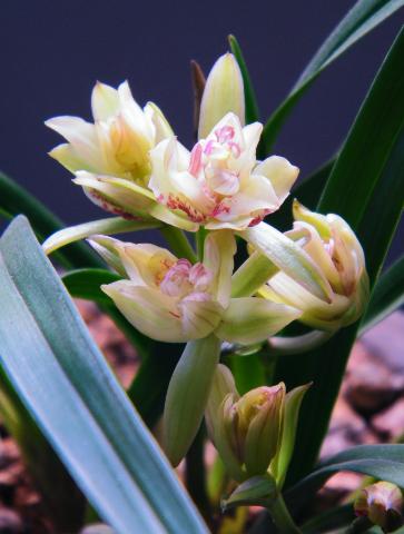 兰花奇草开奇花,适合新手养的兰花有哪些带图片