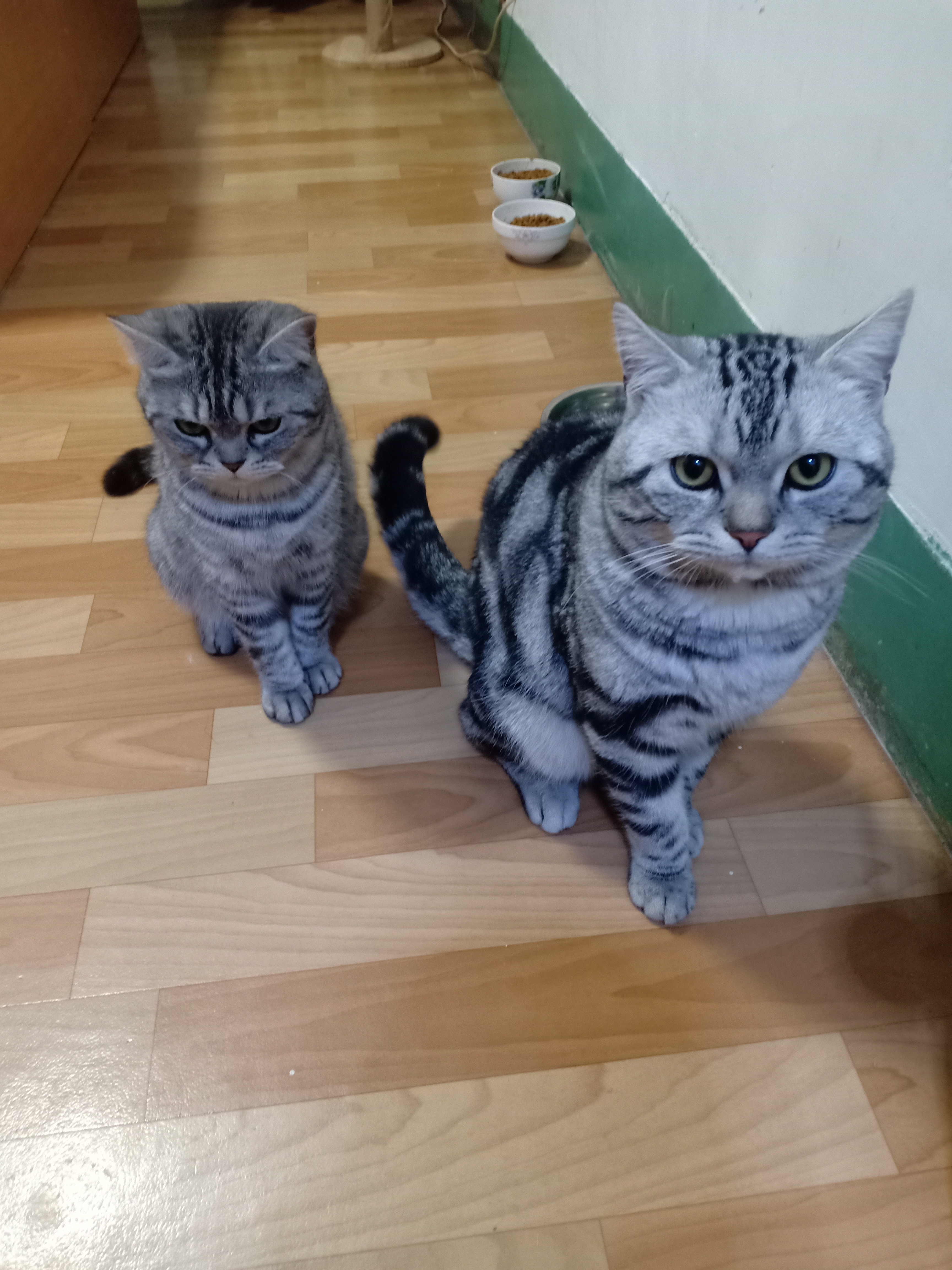 养猫的家庭怎么注意饮食,养猫技巧猫咪生活小常识猫咪饮食