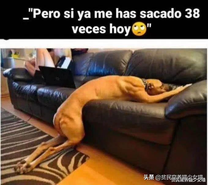 西班牙狗狗一天被遛38次,西班牙狗狗一天被遛33次