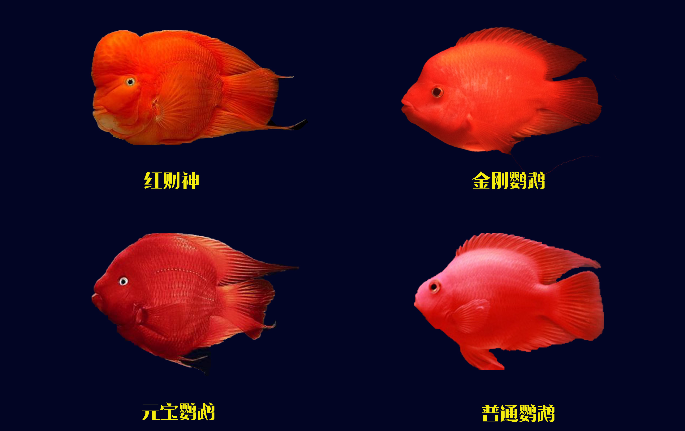 鹦鹉鱼是最容易饲养的观赏鱼,超级好养的鹦鹉鱼有哪些