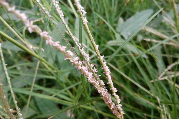 狗牙根的功效与作用,狗牙根有什么用处