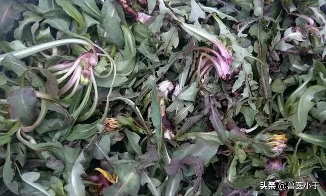 农村2023年致富项目小本生意,农村致富创业项目小本生意投资