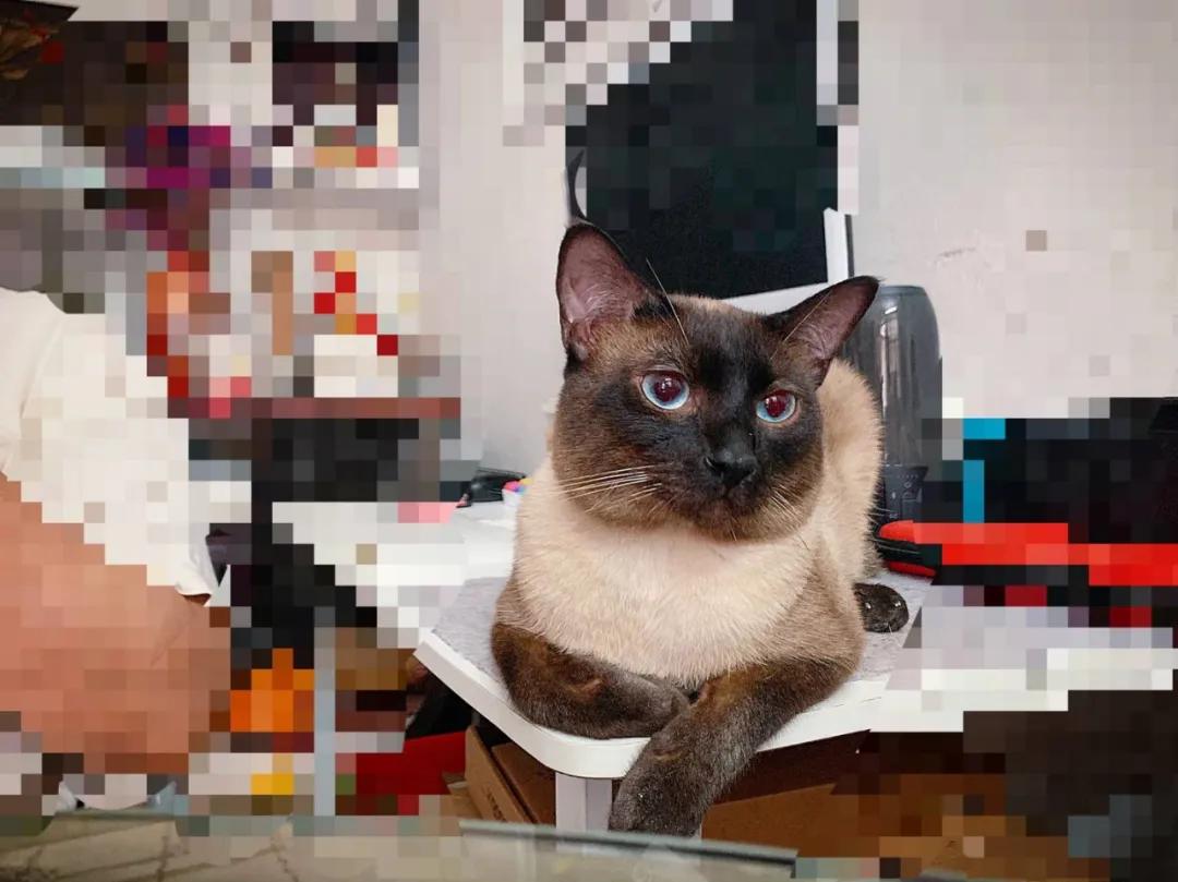 暹罗糊了是不是就不会白回来了,怎么看暹罗长大不会糊