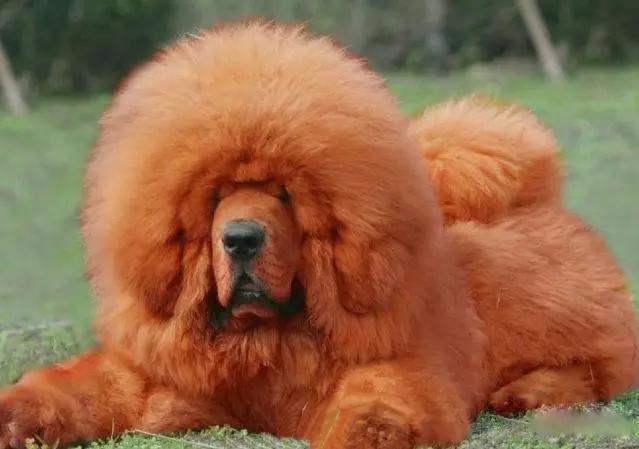 推荐各种狗狗的类型,10种有型罕见的狗狗