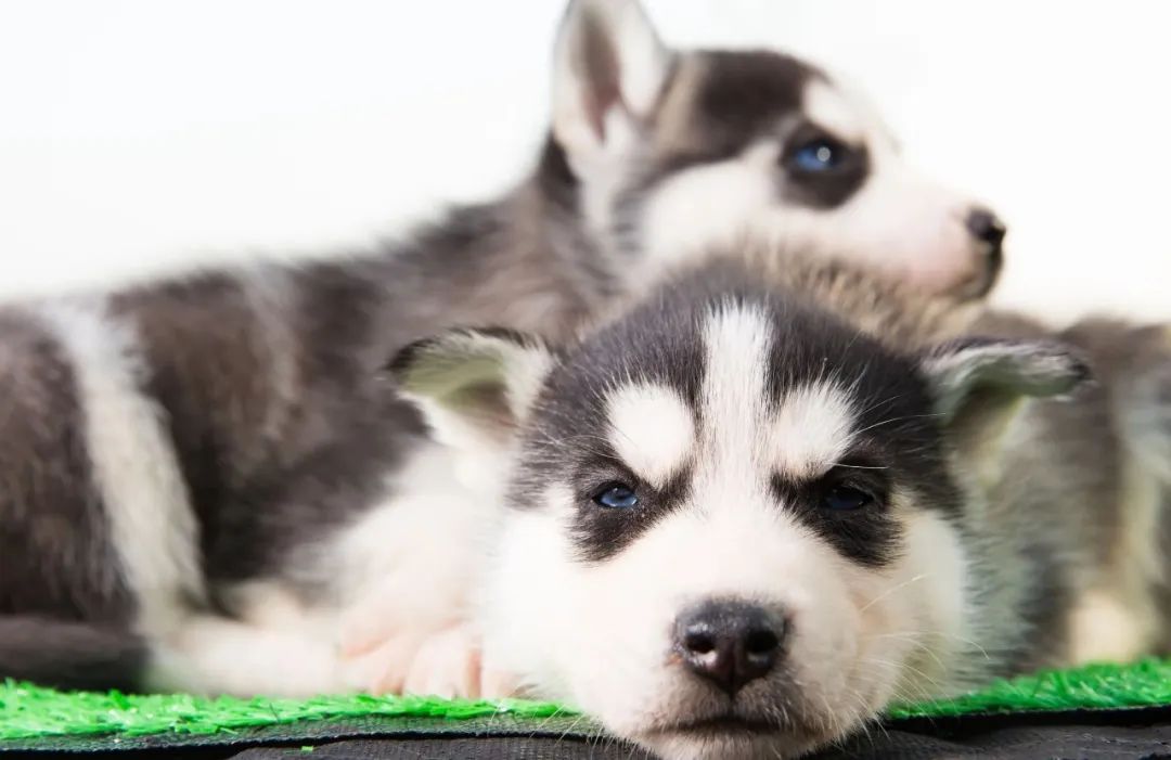 哈士奇真的傻不傻,哈士奇的8大缺点劝你最好别养