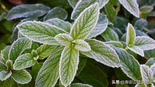 what？薄荷不但可以减肥？还能美发