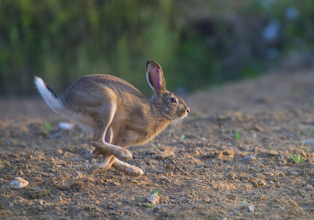 《说文解字》第205课：《说文解字》的说解体例