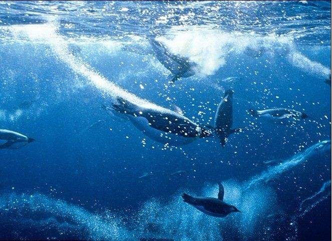 游泳蛙游泳技巧,动物是怎么游泳的