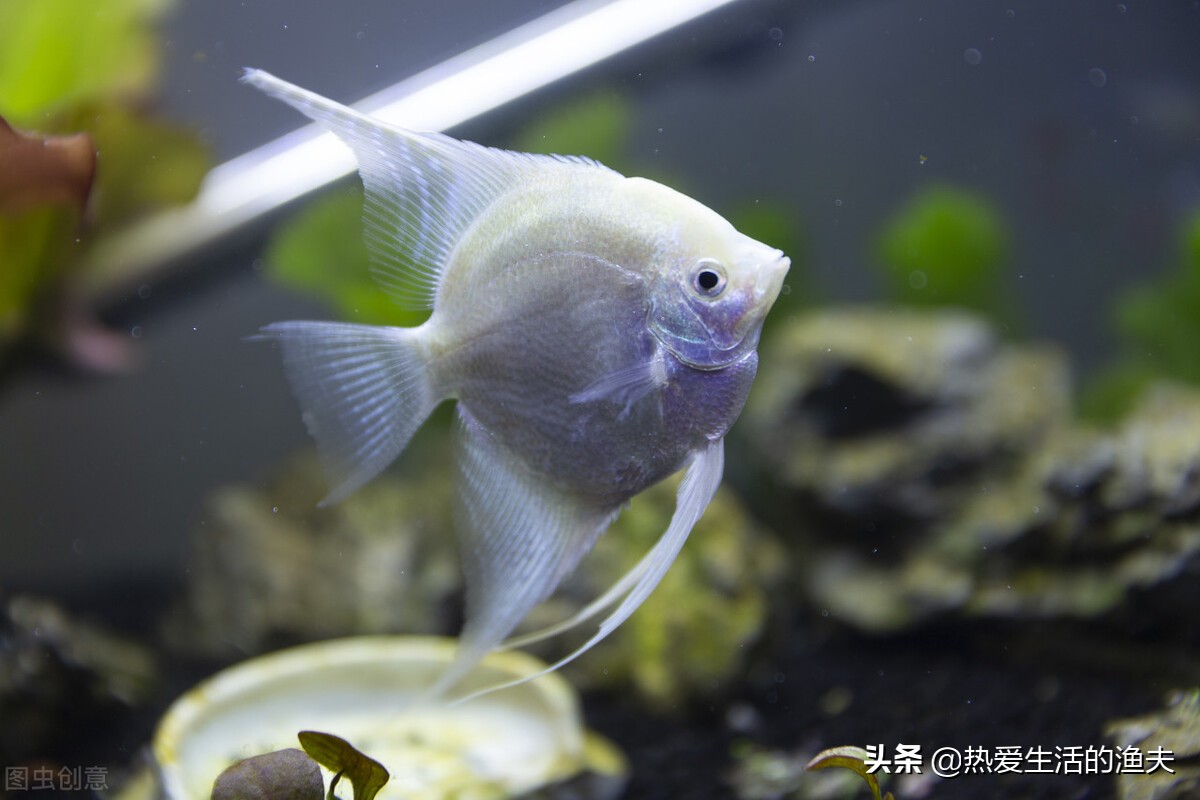 养鱼老是死鱼怎么办,新鱼缸养鱼怎么一个星期开始死鱼