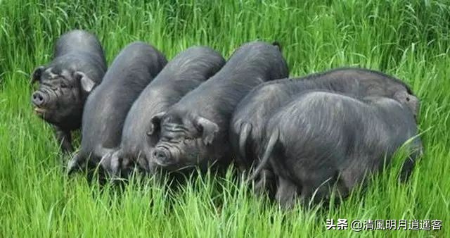 中国的猪是世界一半吗,中国的猪是什么品种