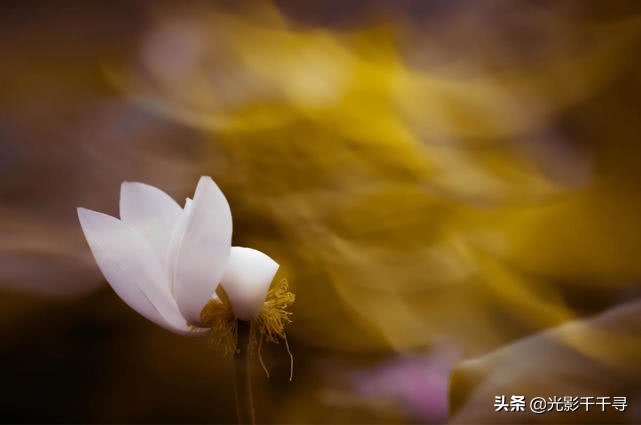 教你怎么拍出漂亮的荷花,摄影如何拍出荷花的感觉