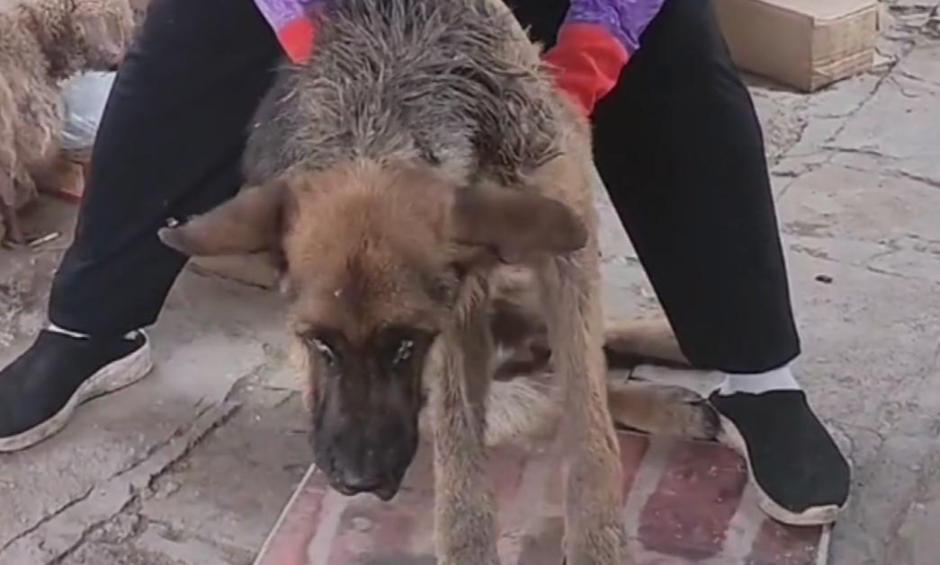 从狗肉车上救下的德牧,狗肉车救助流浪狗德牧