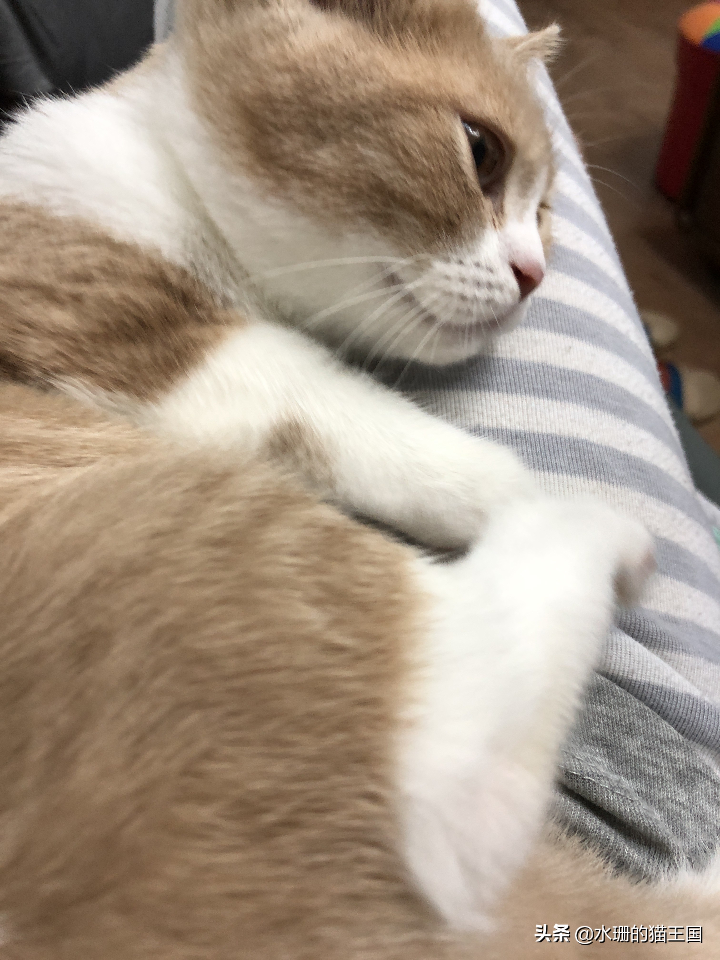 猫腿没骨折没脱臼但是瘸了,猫没骨折但是瘸了