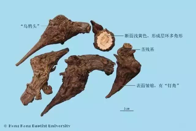 中药川乌在家怎么熬,每天最少学一味中药川乌