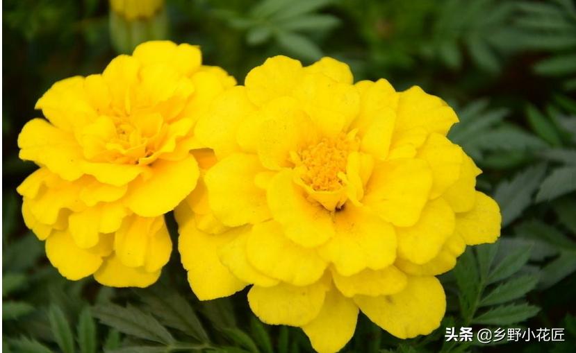 孔雀草和波斯菊的区别,孔雀草和万寿菊区别