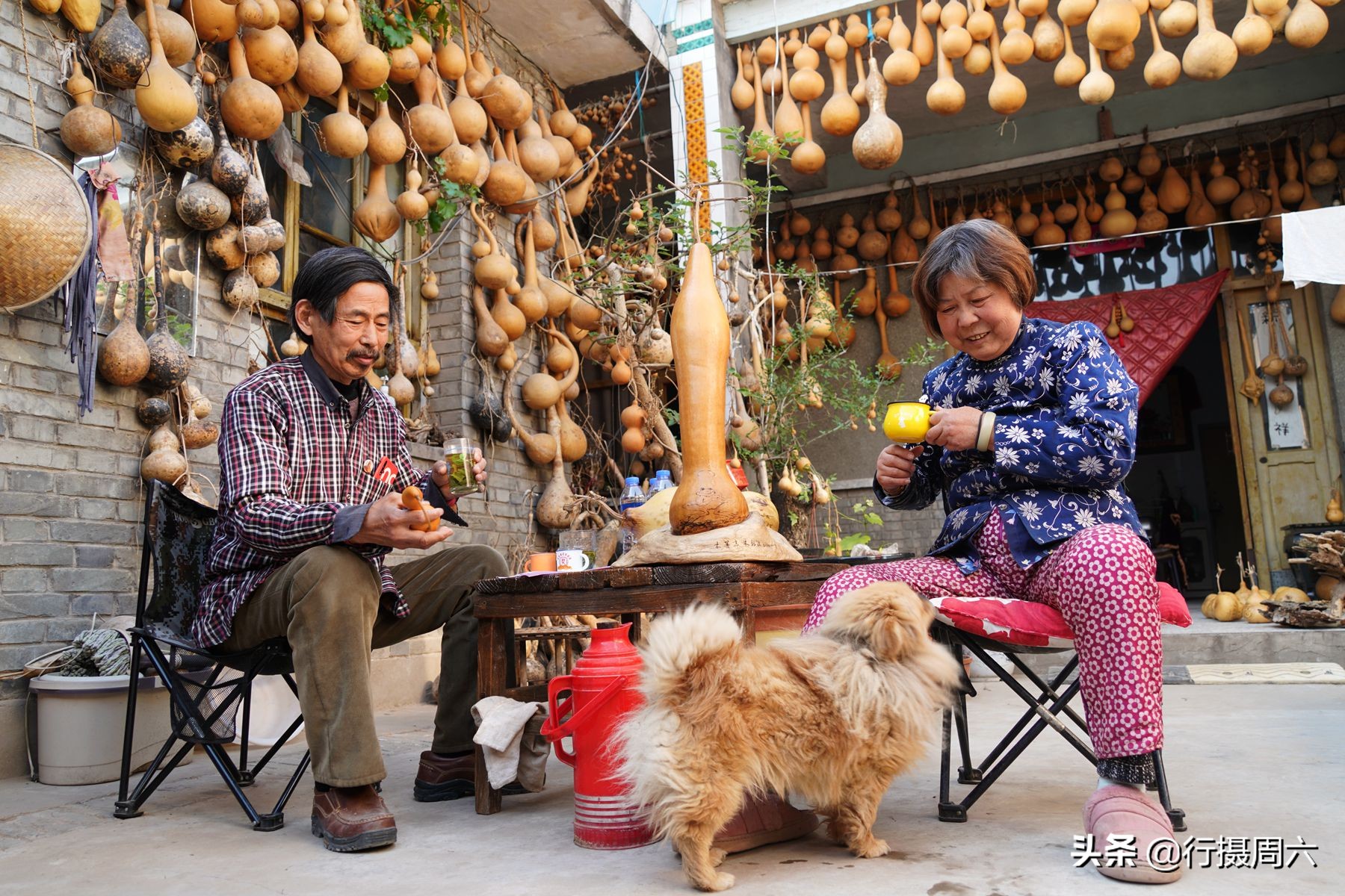 老农捡到地灵芝,上山挖药材意外找到一株野生灵芝