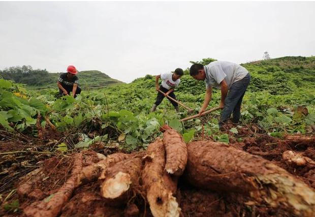 葛根在美国,葛根泛滥成灾