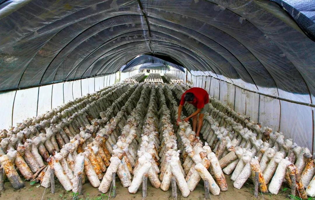 南北相济，中国580多个“菜篮子”是如何炼成的？